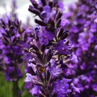 LavenderEssentialOil4042_OptPlantImg__65404 LavenderEssentialOil4042_OptPlantImg__65404