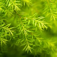 tea-tree-essential-oil-web tea-tree-essential-oil-web