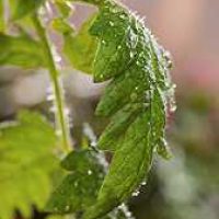 tomato-plant-with-salicylic-acid-treatment tomato-plant-with-salicylic-acid-treatment